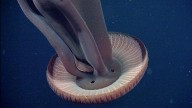 Así es la medusa de 10 metros de largo que también vive en aguas de España