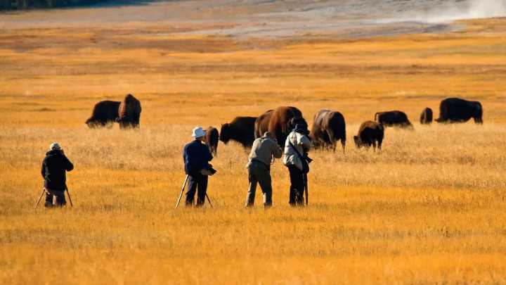 Yellowstone Photographers Surprised By Bison, React In The Best Way Possible
