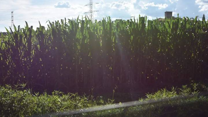 El 70% de las hectáreas de riego en Salamanca se destinan a la siembra de maíz