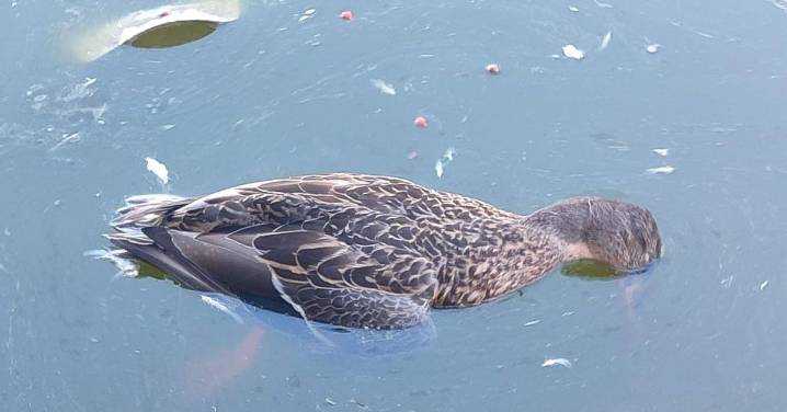 Quejas de los vecinos por animales muertos en el Parque de Huelin: "Exigimos una respuesta y que nos expliquen qué ha ocurrido"