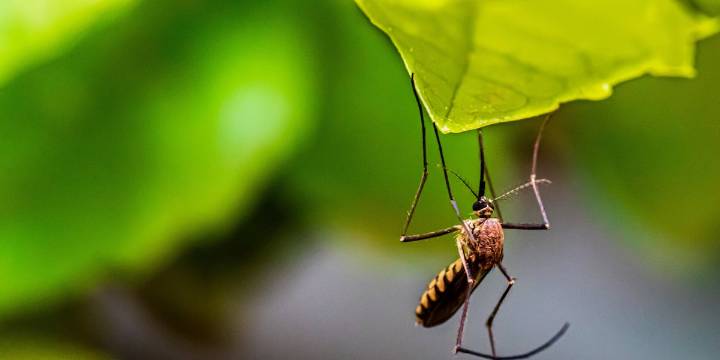Case of West Nile virus confirmed in Richmond County