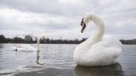 Royal Parks responds to Farage's claim that swans are being eaten by eastern Europeans in the UK