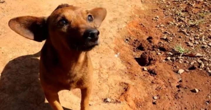 Un perro recorrió 12 km para llegar al velorio de su dueño y su reacción hizo llorar a todos