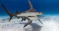 Endangered shark meat is being sold under misleading labels in the U.S., study finds