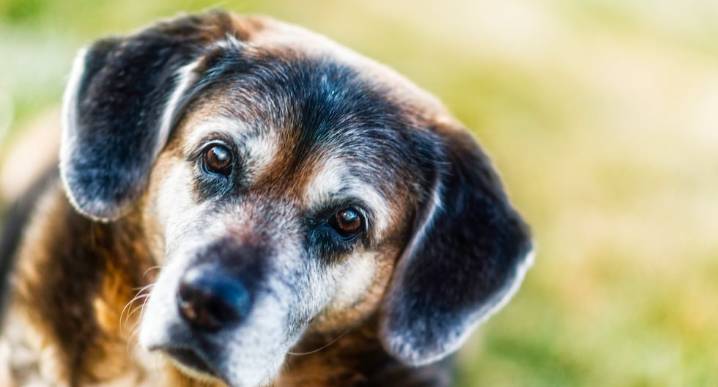 ¿Cómo saber si mi perro está envejeciendo?