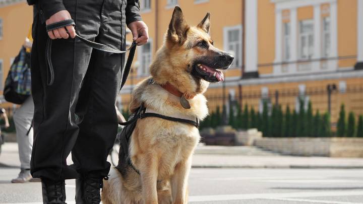8 Dog Breeds for Police Work and Military Jobs
