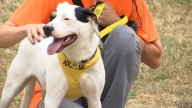 Animals receive blessings at Legion Park in Hollidaysburg