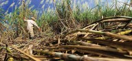 Fesoca: molienda de caña de azúcar incrementó 10% con respecto a 2024