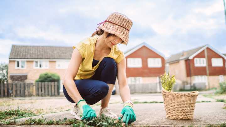 The Daisy-Like Weed You May Not Want Growing In Your Yard