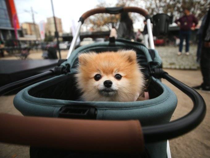 Crecen en un 200% en dos años los seguros para mascotas en Chile