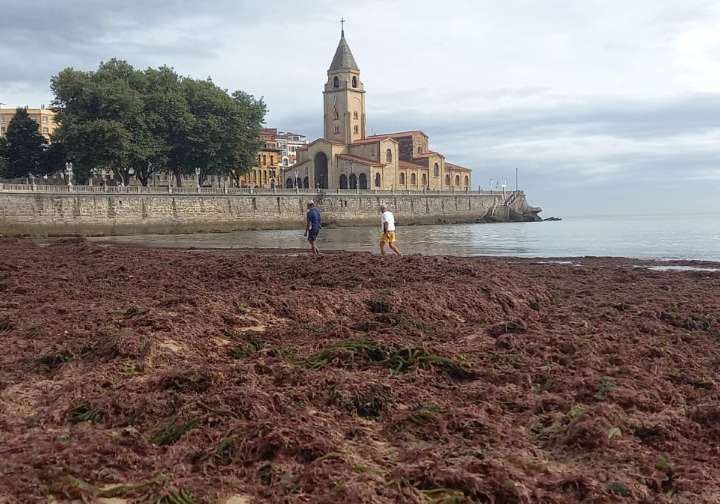 La playa de San Lorenzo de Gijón, invadida por toneladas de ocle