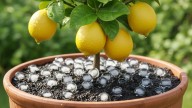 Cubos de hielo en el limonero: qué beneficios tiene y cómo aplicarlo correctamente