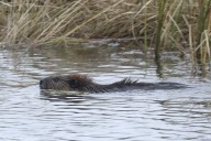 As nature’s ‘ecosystem engineers,’ beavers could help fight effects of climate change