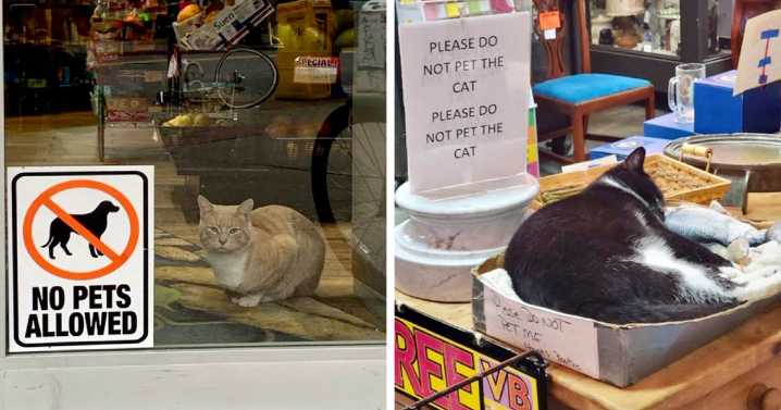 39 Cute Photos Of Bodega Cats That Feel Like Masters Of The Shops (New Pics)
