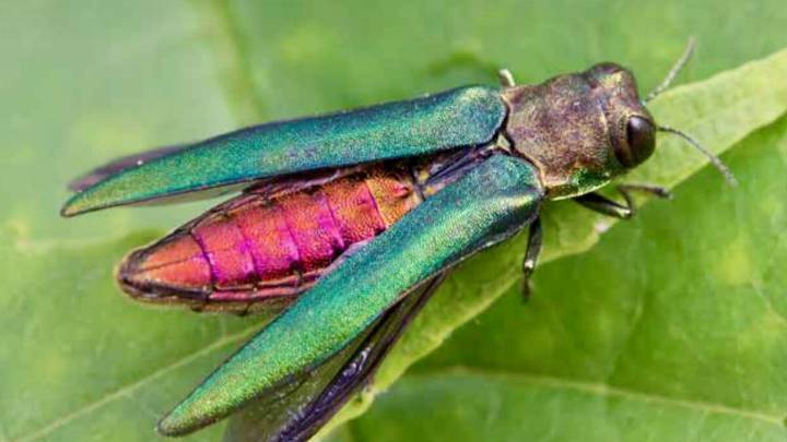 Invasive emerald ash borer has reached Portland, dooming ash trees