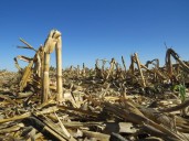 Study: Iowa State researchers look at using ag waste to plug orphan wells, sequester carbon