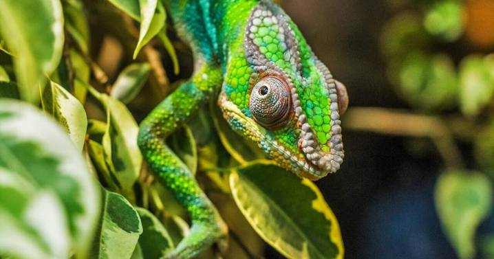 Why chameleons struggle to turn green and blue