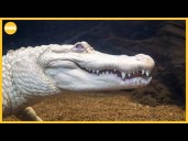 Rare albino alligator gets fan mail, honors for big birthday