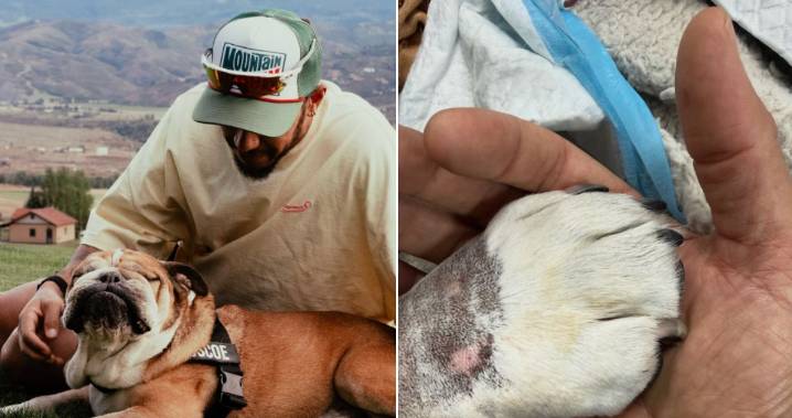 Un devastado Lewis Hamilton confirma muerte de su mascota Roscoe en sus brazos: "Nunca dejó de luchar"