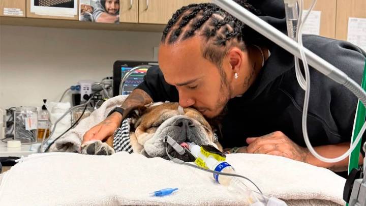 Murió Roscoe, el famoso perro de Lewis Hamilton: la desgarradora despedida