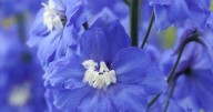 Alan Titchmarsh shares his ultimate showstopper plant with 'spectacular' flowers