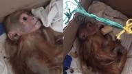 Mono es rescatado en extremas condiciones: habría caído en manos de un habitante de calle en Barranquilla