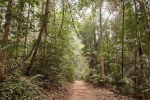 Protecting Amazon Forests May Also Protect Human Health, Study Finds