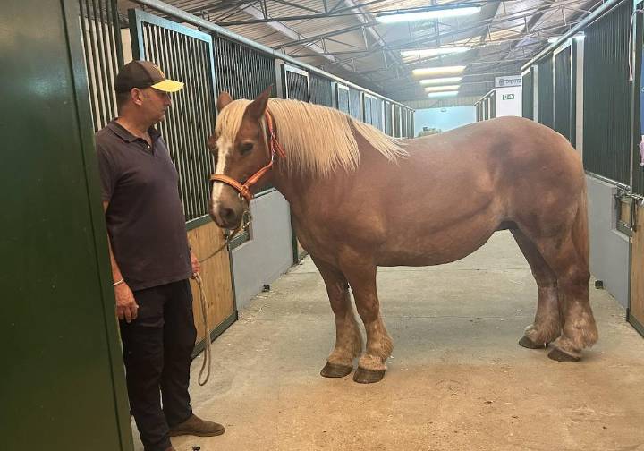 Caballos de 1.000 kilos