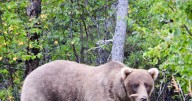 Where can you see — and vote on — the fattest bear in America?