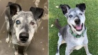 California 19-Year-Old Dog Surrendered To Shelter Gets One Last Chance For A Bright Future