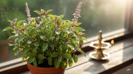 Want Maa Durga’s Grace? Keep Tulsi In This Spot During Navratri