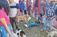 Esperan animalitos hogares en Día Mundial del Perro Adoptado