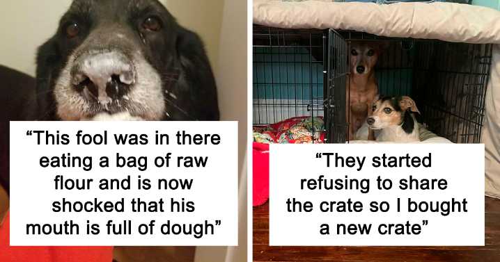 “What’s Wrong With Your Dog?”: People Are Sharing Pics Of Their Dogs Acting Bizarre (47 New Pics)