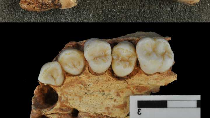 El uso de la boca como una tercera mano pudo causar la última caries descubierta en un fósil neandertal