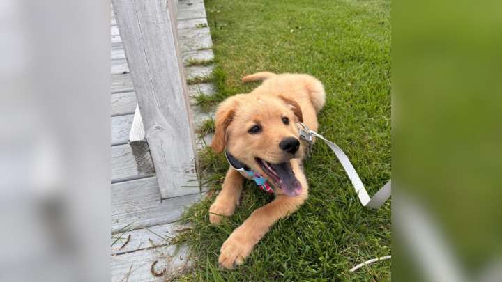 Woman From Virginia Adopts A Golden Retriever But DNA Results Reveal A Shocking Truth