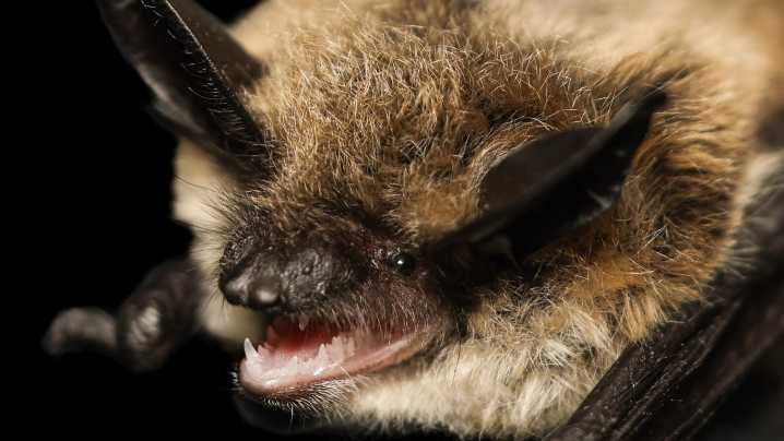 Fungus that causes deadly bat disease found in Oregon…
