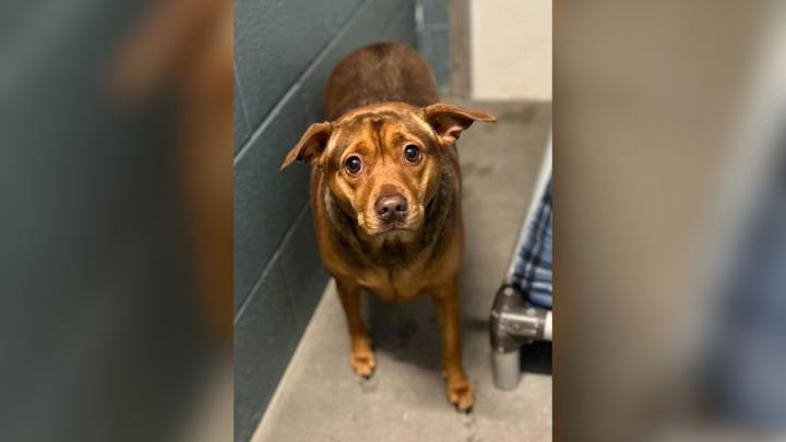 Georgia Shelter Pup’s Heartbroken Face Breaks Internet Hearts While People Try To Guess Her Breed