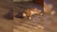 Indiana Family Accidentally Orders XS Bed For XL Pup, But His Sweet Response Melts The Internet