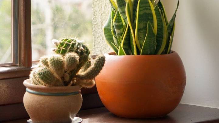 Con algo que solés tirar en tu cocina: prepará esta mezcla para que tu planta Sansevieria se mantenga sana y rozagante