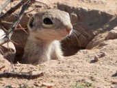 Pide Semarnat cambiar sede del Grito en Ciudad Juárez para proteger ardillas
