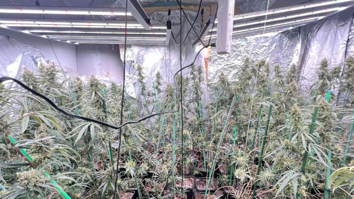 Dos detenidos por cultivar mil plantas de marihuana en pisos en Manresa