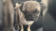 California Rescuers Rush To Save Neglected Pug Mom And Her Five Puppies From Desperate Conditions