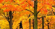 Fall forecast: Canadians to see above-normal temperatures in a wet autumn