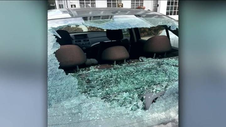 ‘Fowl play’: Seagull shatters bakery owner’s back windshield with Quahog in Nantucket