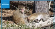 Scenes from "Monkey Island"