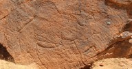 Scientists find ancient life-size animal rock carvings in the Saudi Arabian desert