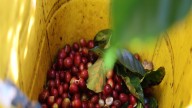 US coffee tariffs stir trouble for Brazil, but opportunity for Colombia
