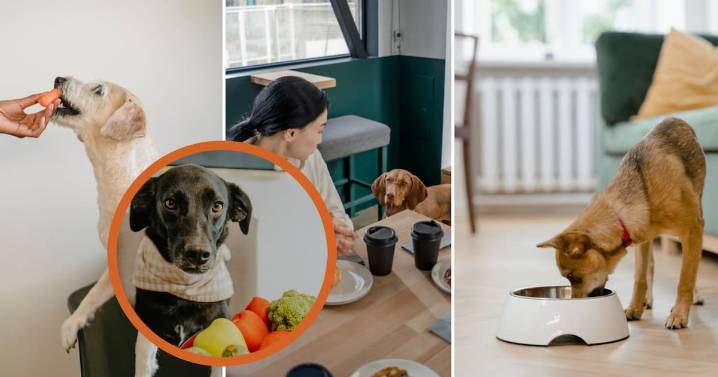 Estos son los cinco errores más comunes en la alimentación de los perritos que podrías estar cometiendo
