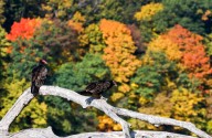 History Happenings: Palisades-Kepler’s story intersects with Lincoln Highway