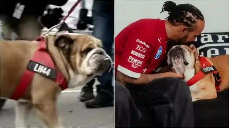 Hollywood RIP Roscoe: Did You Notice Lewis Hamilton’s Fave Dog in ‘F1’, Brad Pitt’s Blockbuster Racing Movie? (Watch Video)